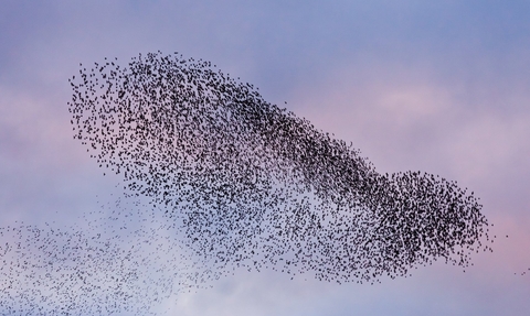 A murmuration of starlings
