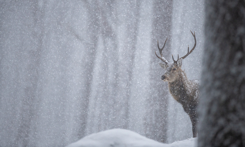 A red deer (large brown haired mammal with two antlers atop its head) peaks out from behind a tree trunk in a forest amid a heavy snow storm