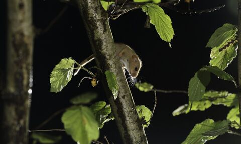 Hazel dormouse