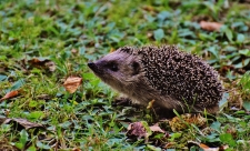 Hedgehog 