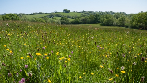 Lowland meadow and pasture