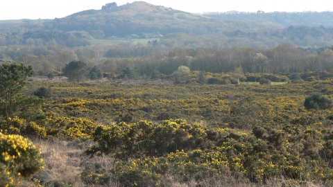 Heathland And Moorland Staffordshire Wildlife Trust
