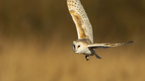 Barn owl Ā© Danny Green, 2020VISION