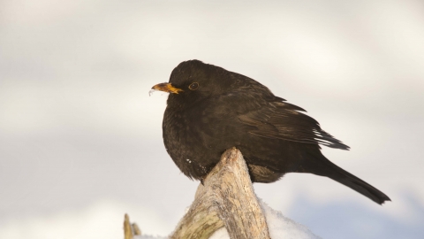 Blackbird