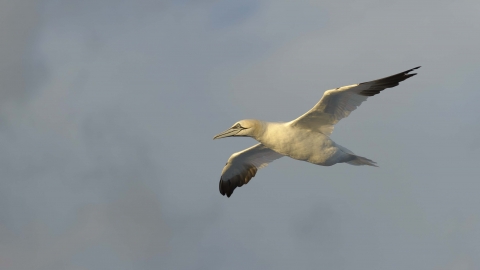 Gannet