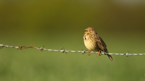 Corn Bunting