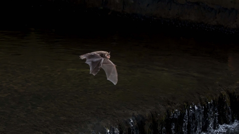 Daubenton's bat