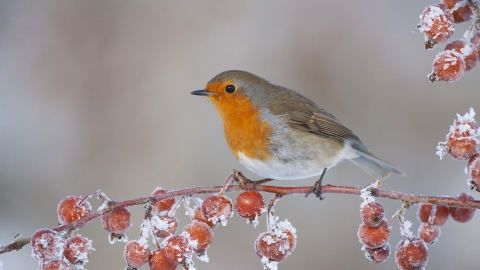 Robin