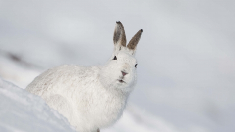 Mountain hare