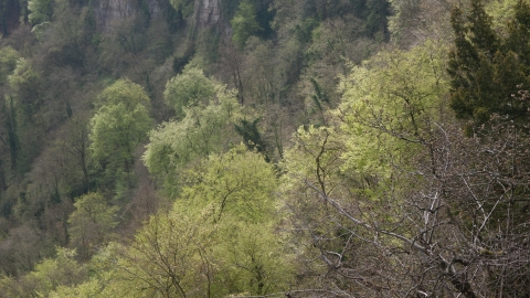 Beech and yew woodland