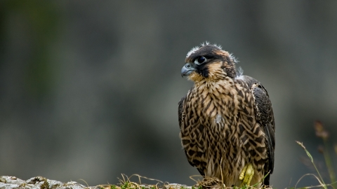 Juvenile peregrine falcon