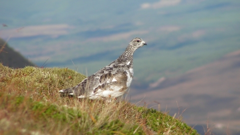 Ptarmigan