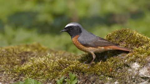 Redstart