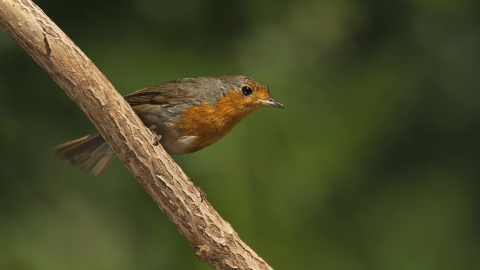 Robin