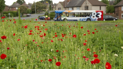 Urban flowers