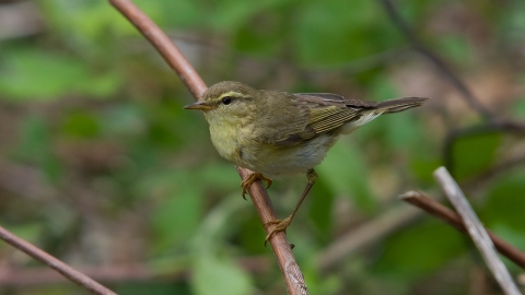 Willow warbler