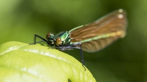 Beautiful Demoiselle female