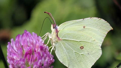 Brimstone Butterfly