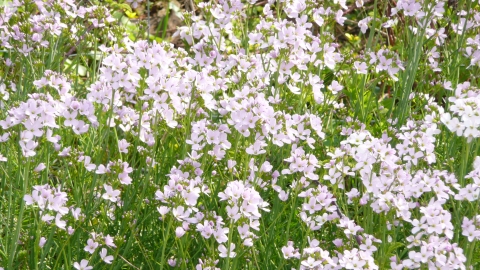 Cuckooflower