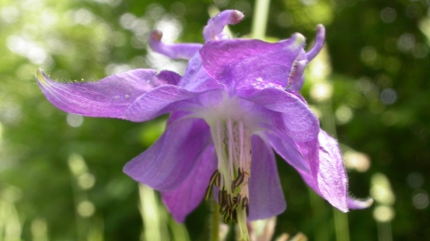 Common Columbine