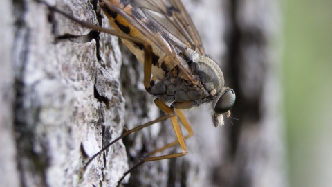 Downlooker Snipefly