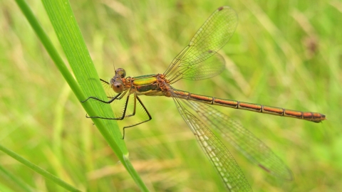 Emerald Damselfly