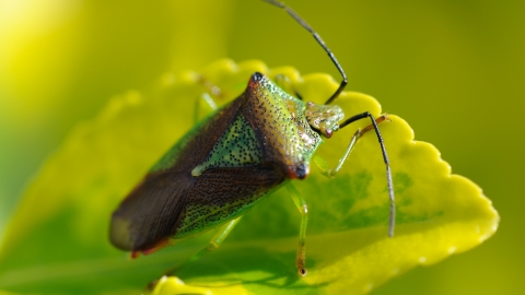 Hawthorn Shield Bug