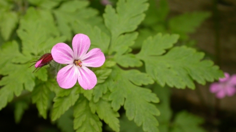 Herb-Robert