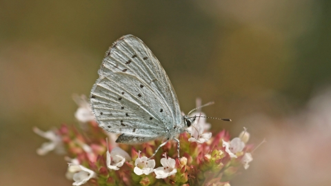 Holly Blue butterfly