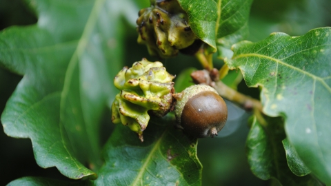 Knopper Gall