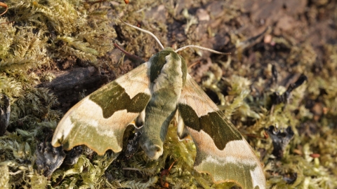 Lime Hawk-moth