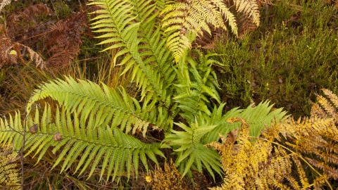 Male-fern