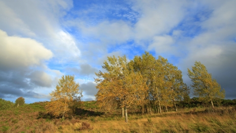 Aspen