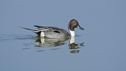 A drake pintail swimming across a glassy lake, leaving ripples in its wake