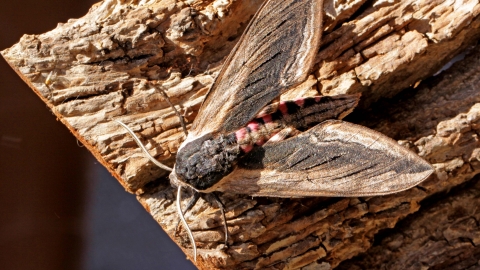 Privet Hawk-moth