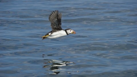 Puffin in flight