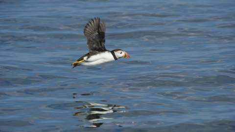 Puffin in flight