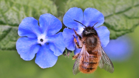 Red Mason Bee