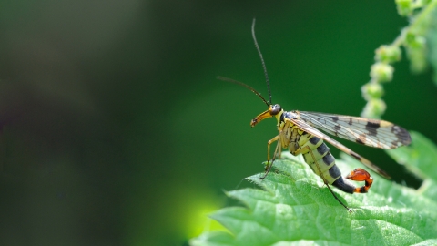 Scorpion Fly