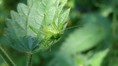 Speckled Bush-cricket