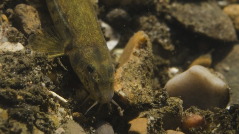 Stone Loach