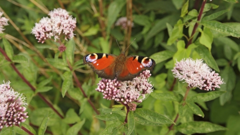 Peacock butterfly