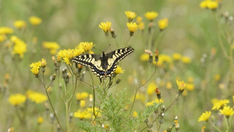 Swallowtail Butterfly