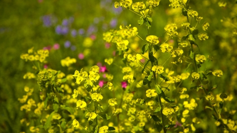 Wood Spurge