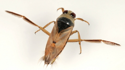 Common Backswimmer