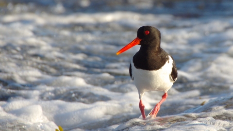 Oystercatcher