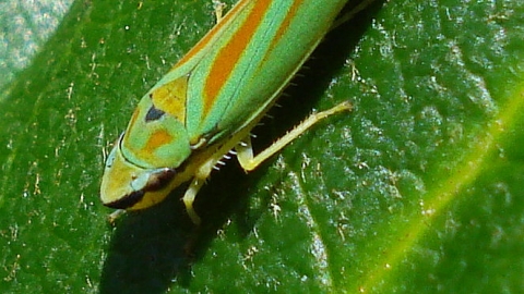 Rhododendron Leafhopper