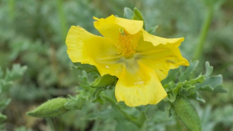 Yellow-horned Poppy