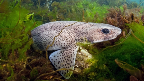 Small-spotted catshark