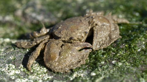 Porcelain crab